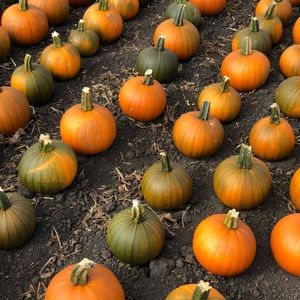 Meet your Posher, Heida